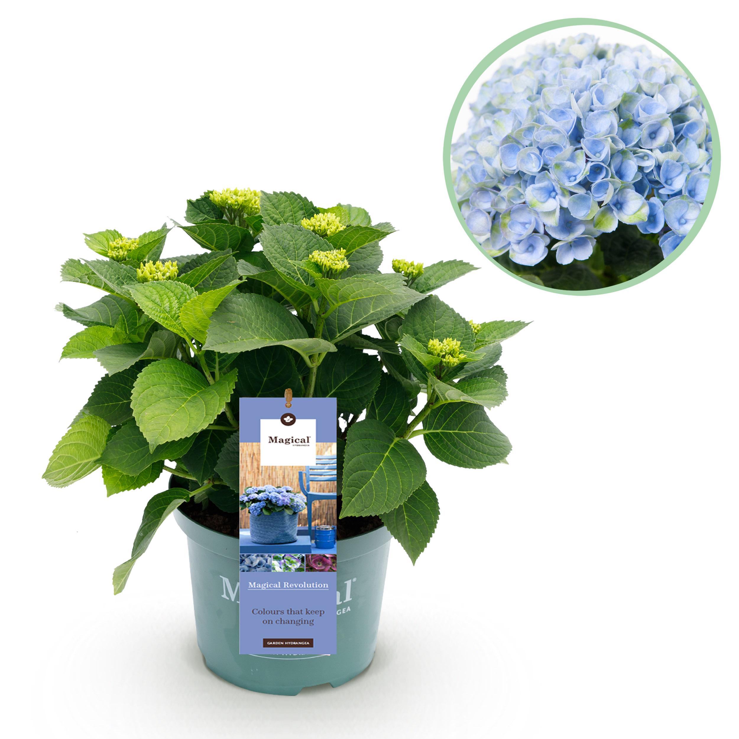 Hortensja ogrodowa Hydrangea macrophylla Magical Revolution Blue – Niebieska – 6–10 kwiatów – Doniczka 23 cm – Wys 55 cm