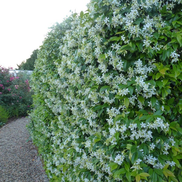 Jasmin étoilé - Trachelospermum jasminoides - 50-60 cm pot - 2