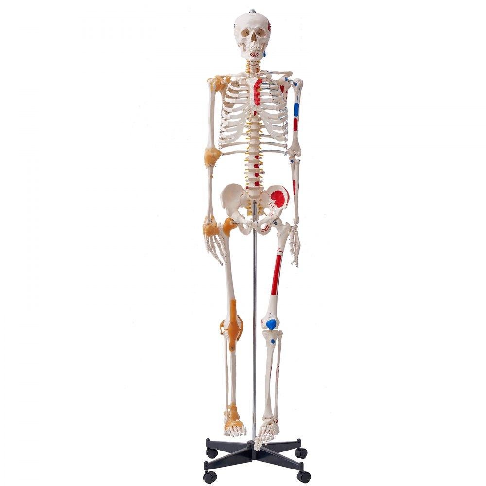 Décorations Squelette D'halloween De 91,4 Cm, Squelette Articulé En Plastique Réaliste Avec Articulations Mobiles Pour Décoration De Fête D'halloween