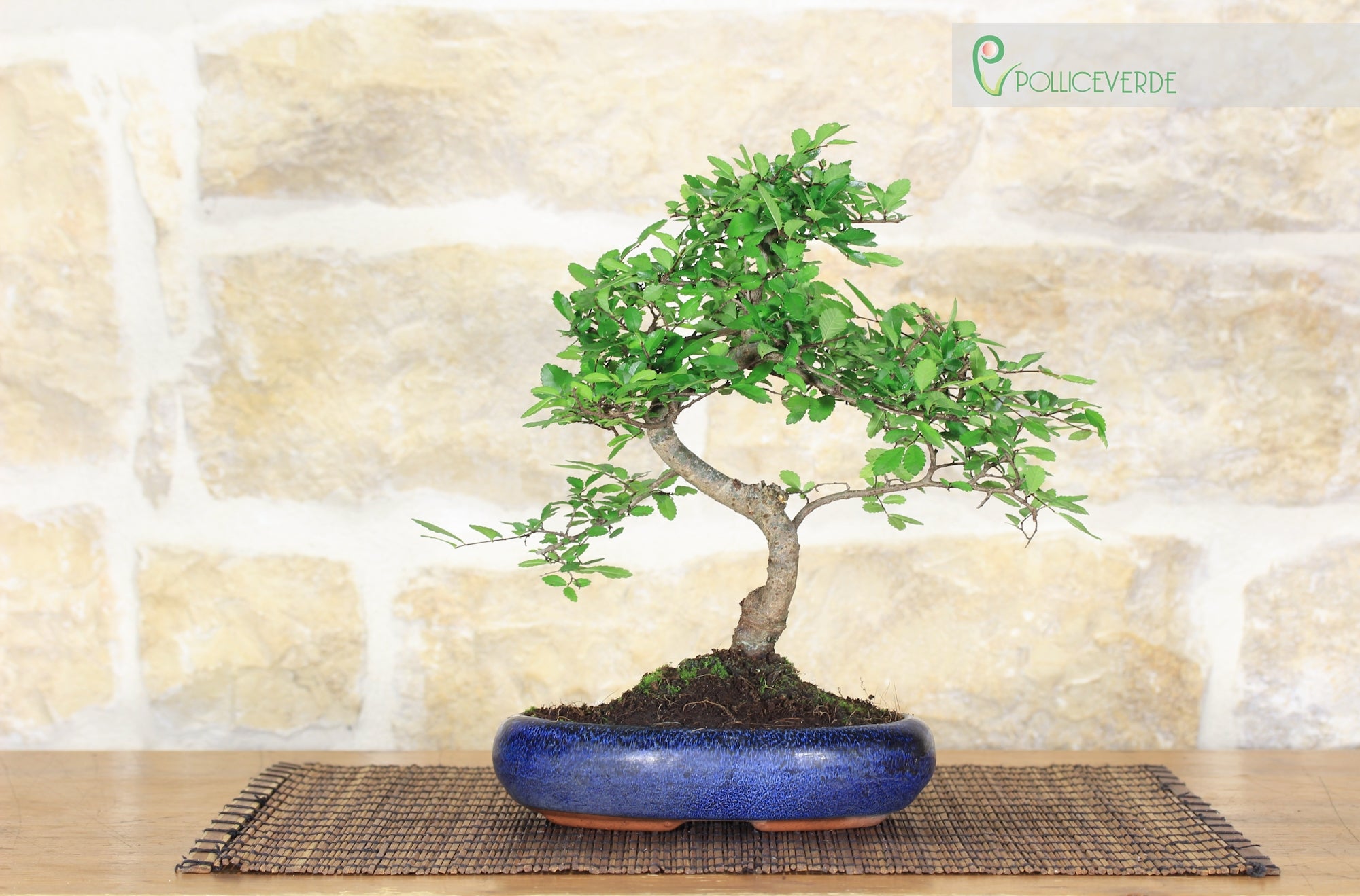 Bonsai di Olmo Cinese vaso cm. 15 - 6