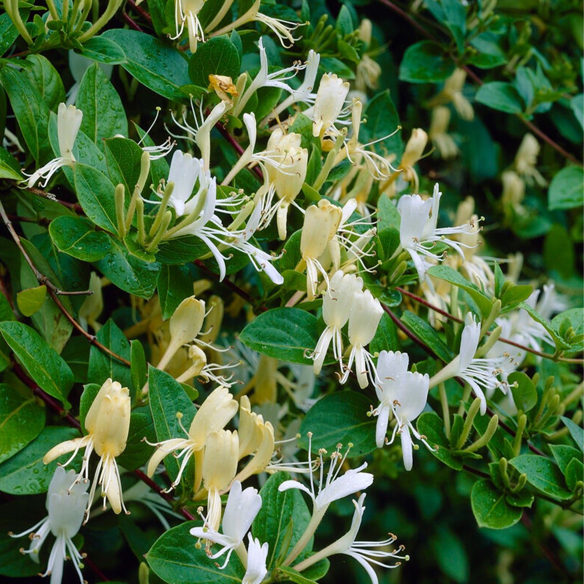 Lot de 2 - Lonicera Heckrottii Halliana - Chèvrefeuille du Japon - P. 15cm - H. 70-80 cm - 2