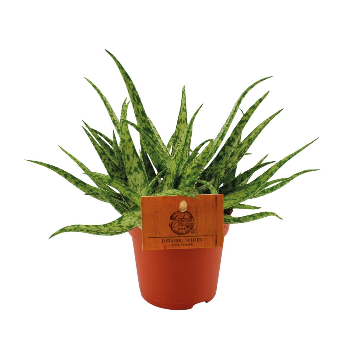 Aloe Spider - Kompaktowa roślina sukulentowa - Doniczka Ø10,5cm - Wysokość 15cm