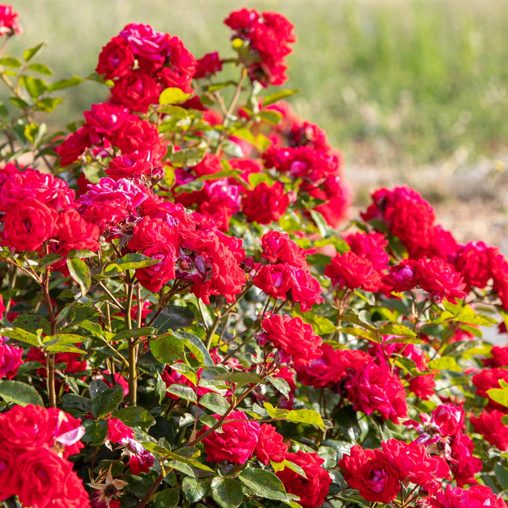 Rosa BLACK PERFUMELLA ® MEILLAND - Pianta Profumata Con Fiori Rossi Neri In Vaso 19 Cm | Foto Reale