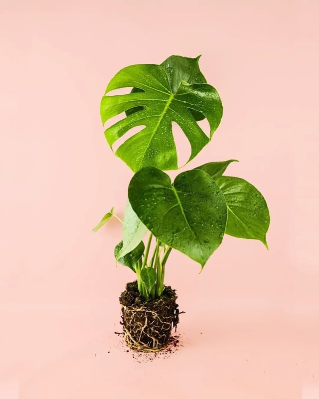 Monstera Deliciosa | Costilla de Adán | Planta Natural | Pur Plant