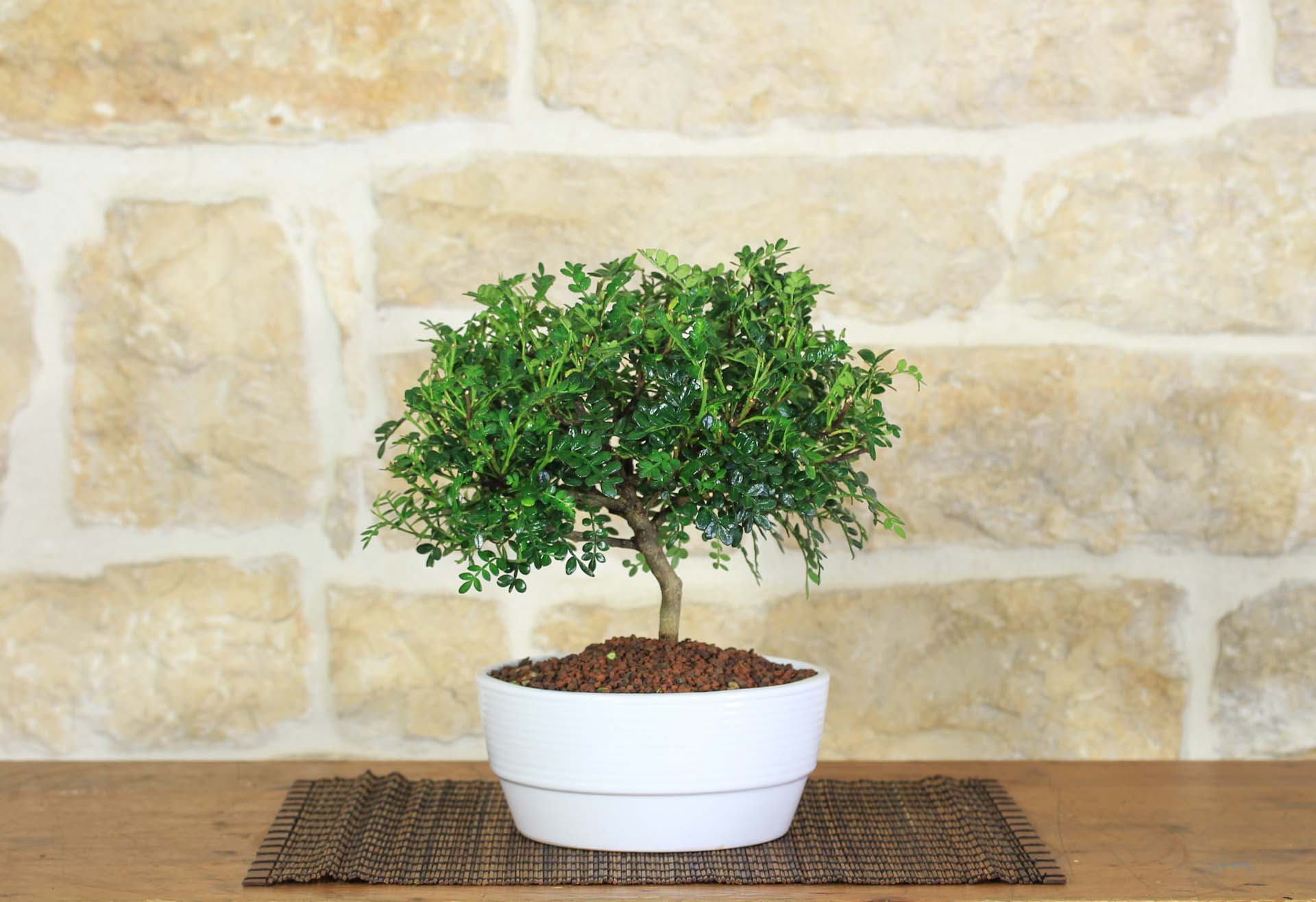 Bonsai Di Abete In Ciotola – Pianta Viva Pollice Verde - 3