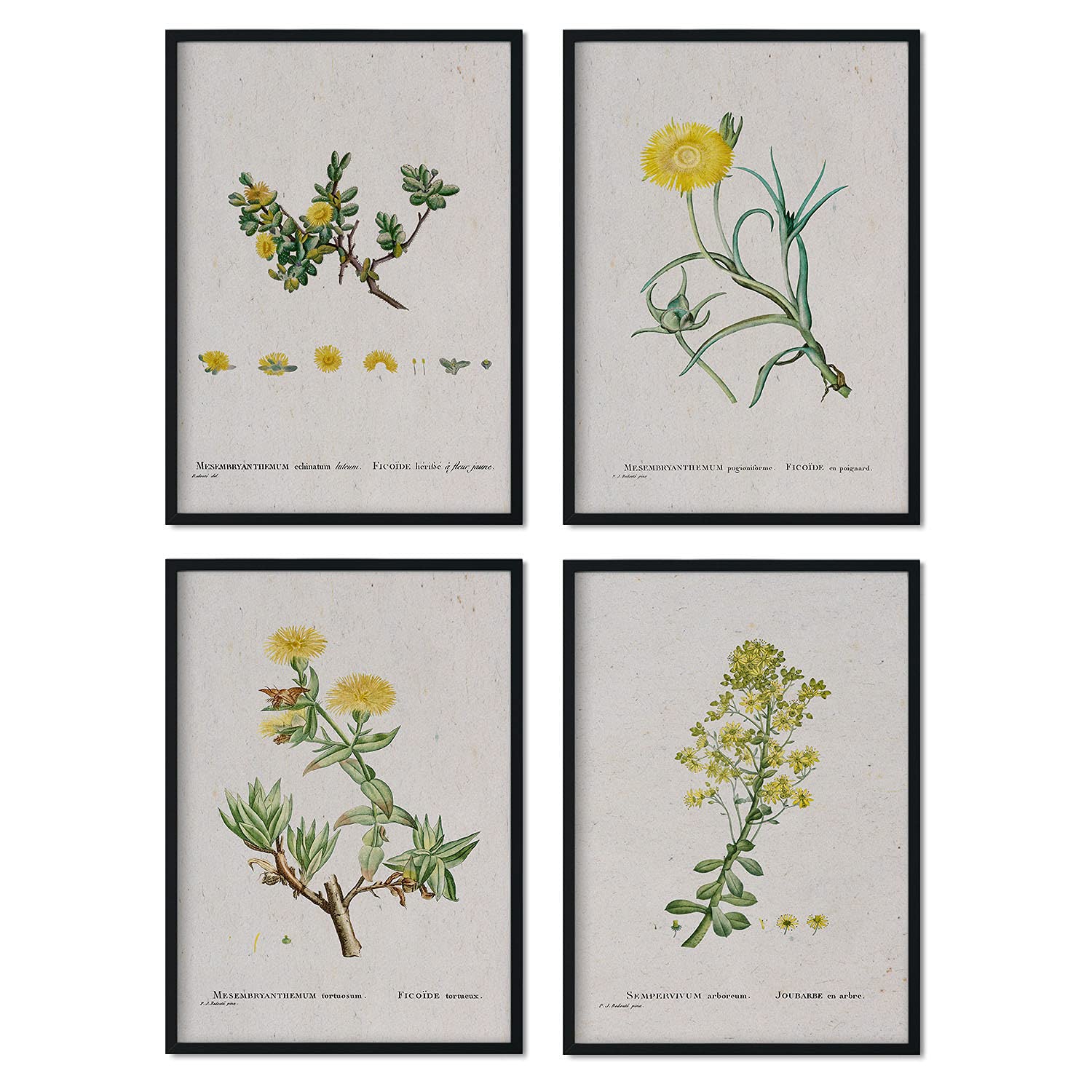 Pack de láminas flores amarillas. pósteres con ilustraciones en acuarela de pierre-joseph redoute. sin marco - a4