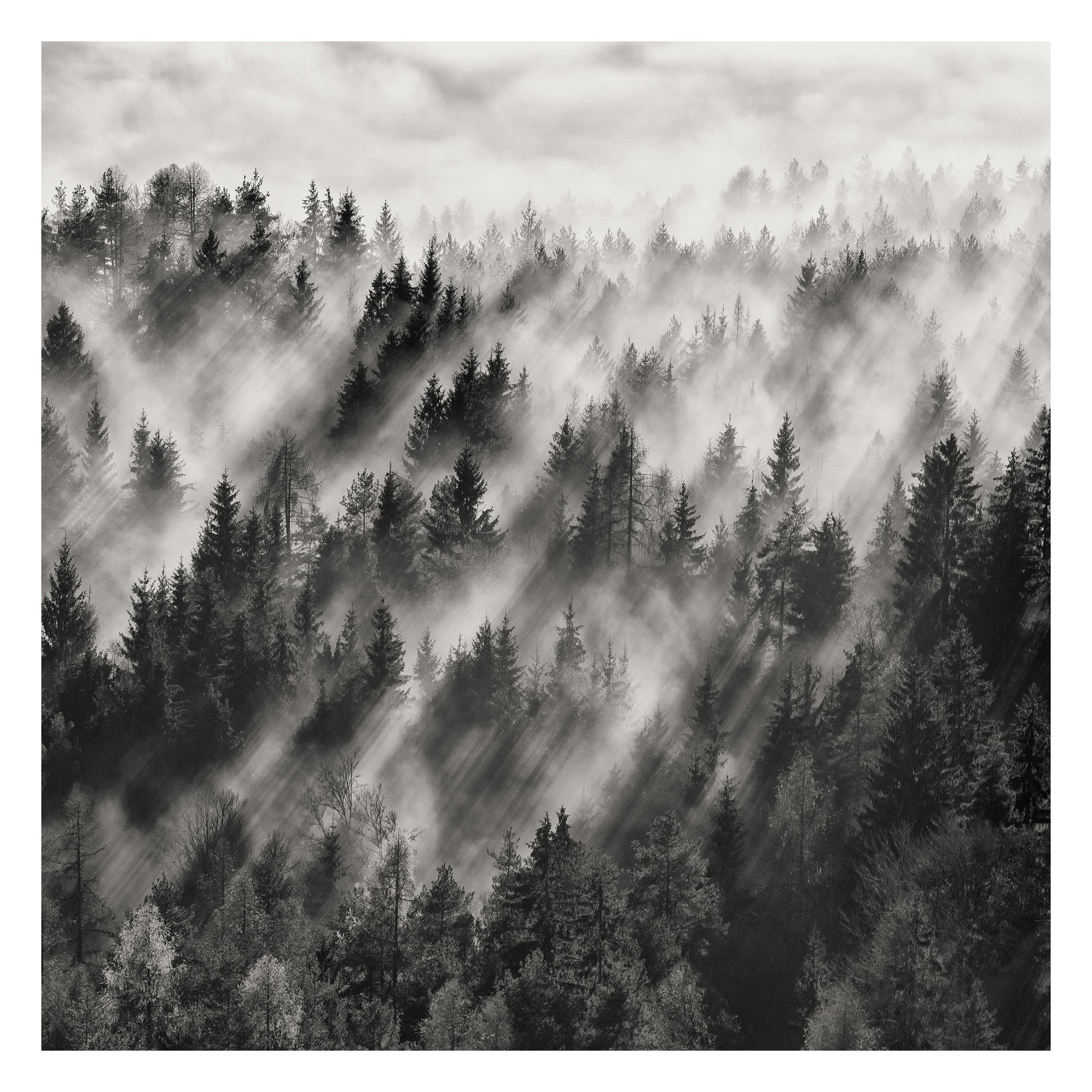 Papel pintado fotomural bosque naturaleza blanco y negro 186 - salón dormitorio cocina pasillo - tnt 240 x 240 cm smart