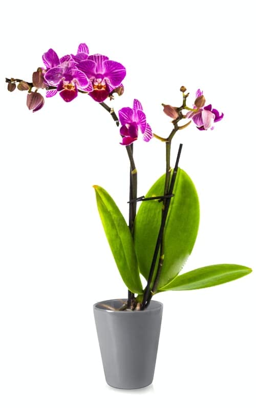 Pot de Fleurs en Céramique pour Orchidées, Hauteur : 150 mm, Diamètre : 120 mm, Gris - KOTARBAU - 3