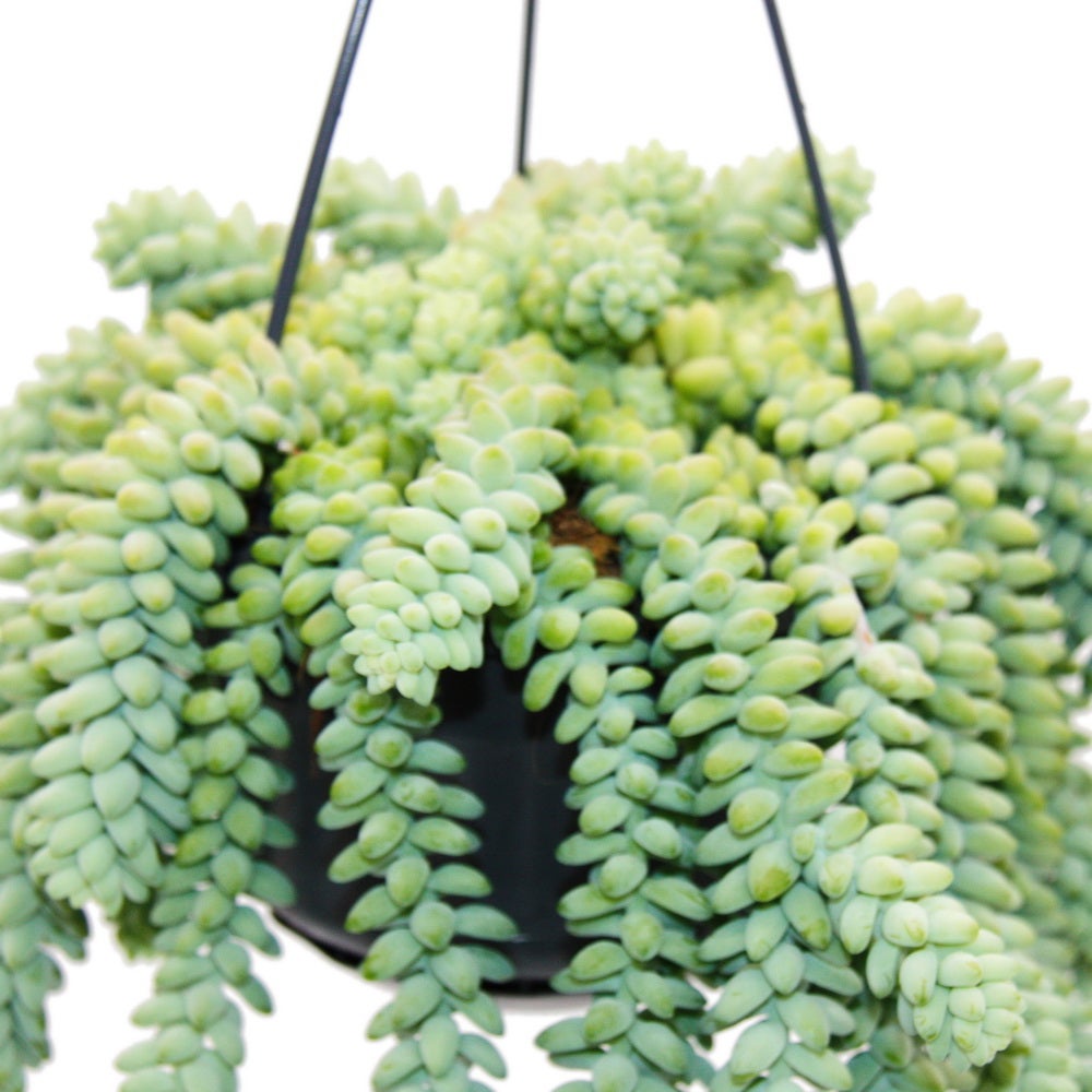 Sedum morganianum 'Burrito' - Balançoire de singe - 14cm pot à suspension - Succulente suspendue - 4