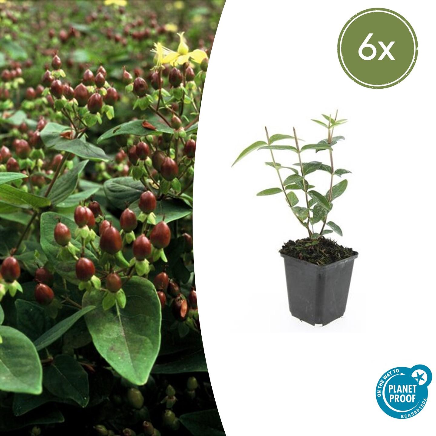 Compact Hypericum 6x Hypericum inodorum Ø9cm – Arbuste compact à fleurs jaunes 10-25cm ...