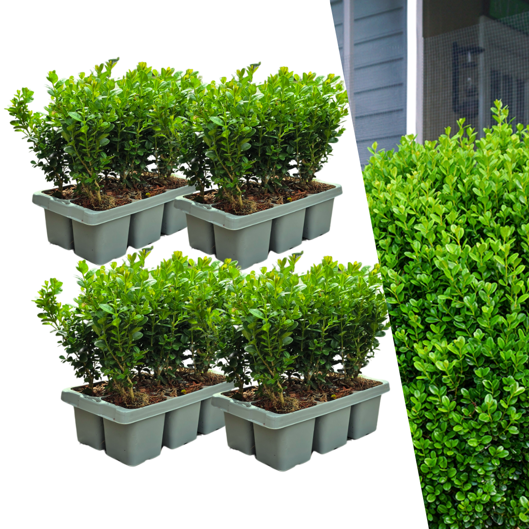 Zestaw 24 bukszpanów Buxus NewGen Freedom – 4 x 6 sztuk – doniczka Ø7 cm – wysokość 15 cm – MOSELOTA Green