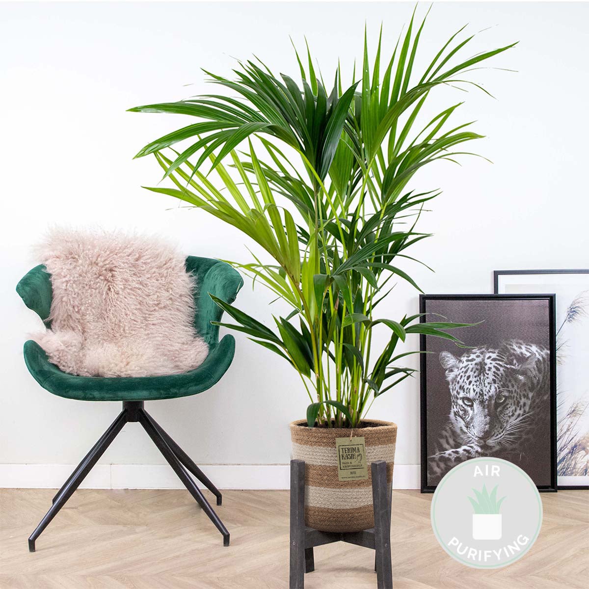 Howea Forsteriana - Palmier Kentia - Plante d’intérieur - Dépolluante - H. 80-100 cm - 2
