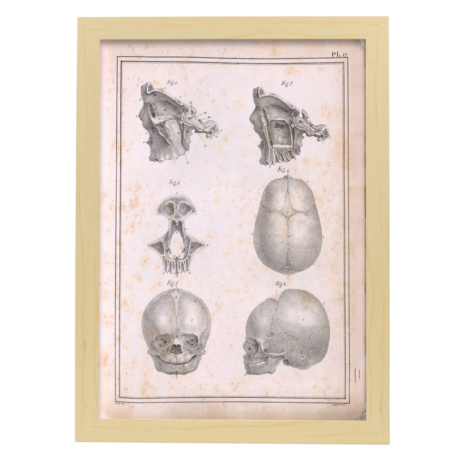 Gravure Sur Bois Anatomique – Squelette Humain, Cadre, 1894 (occasion)