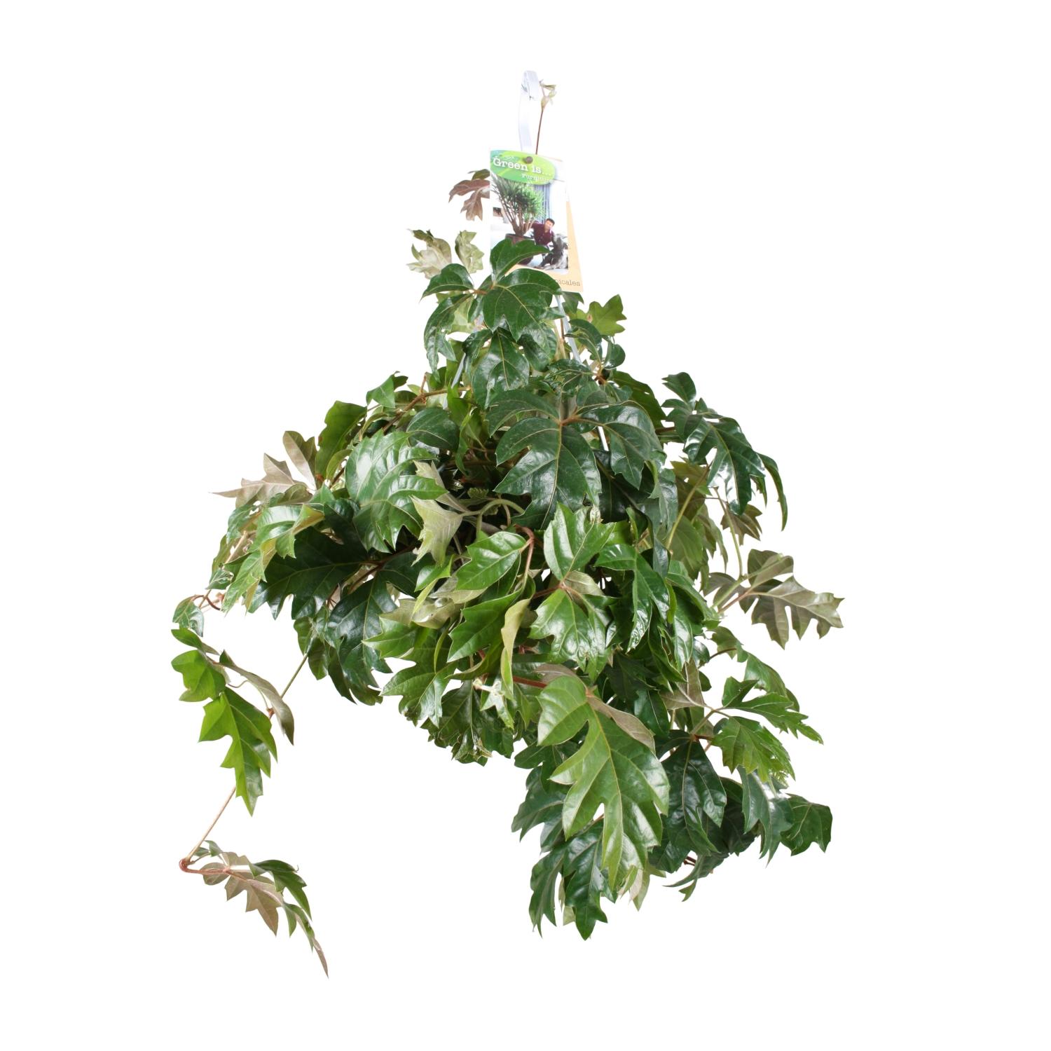 Cissus Rhombifolia Ellen Danica doniczka Ø17cm H70cm – Roślina wisząca do wnętrz, łatwa pielęgnacja