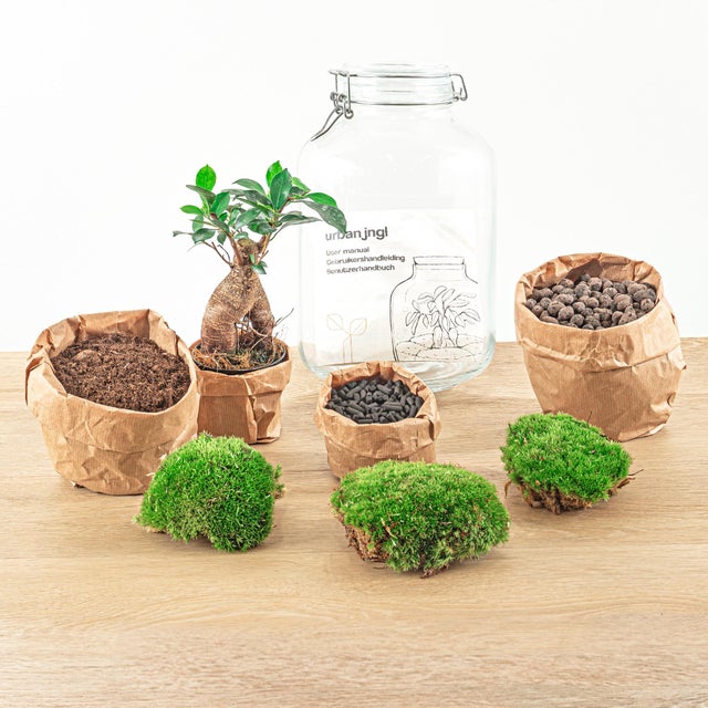 Terrário DIY Ficus Ginseng Bonsai 28 cm – Mini jardim autossuficiente com musgo e plantas decorativas