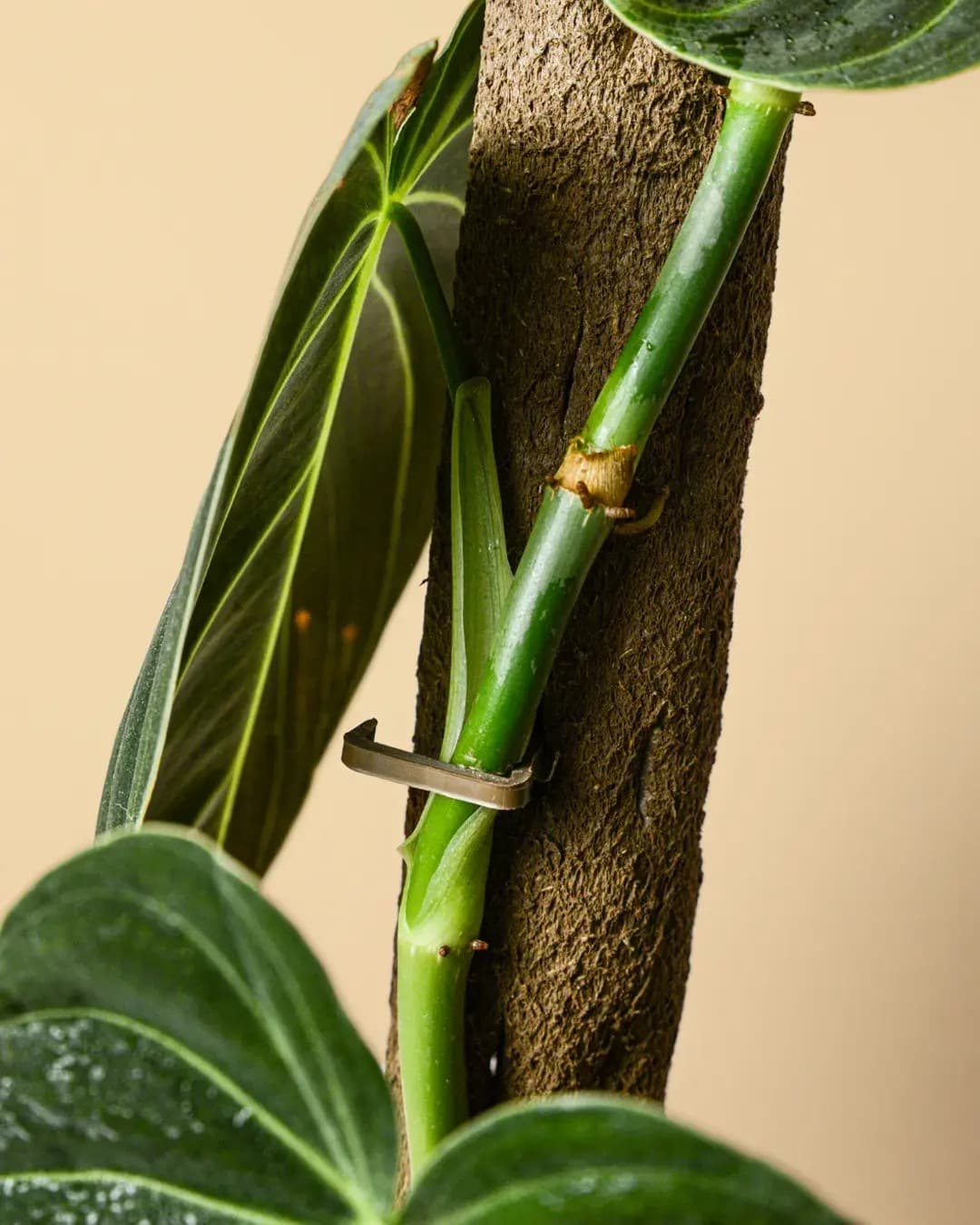 Tutor Natural para Plantas Trepadoras | Pur Plant - 2