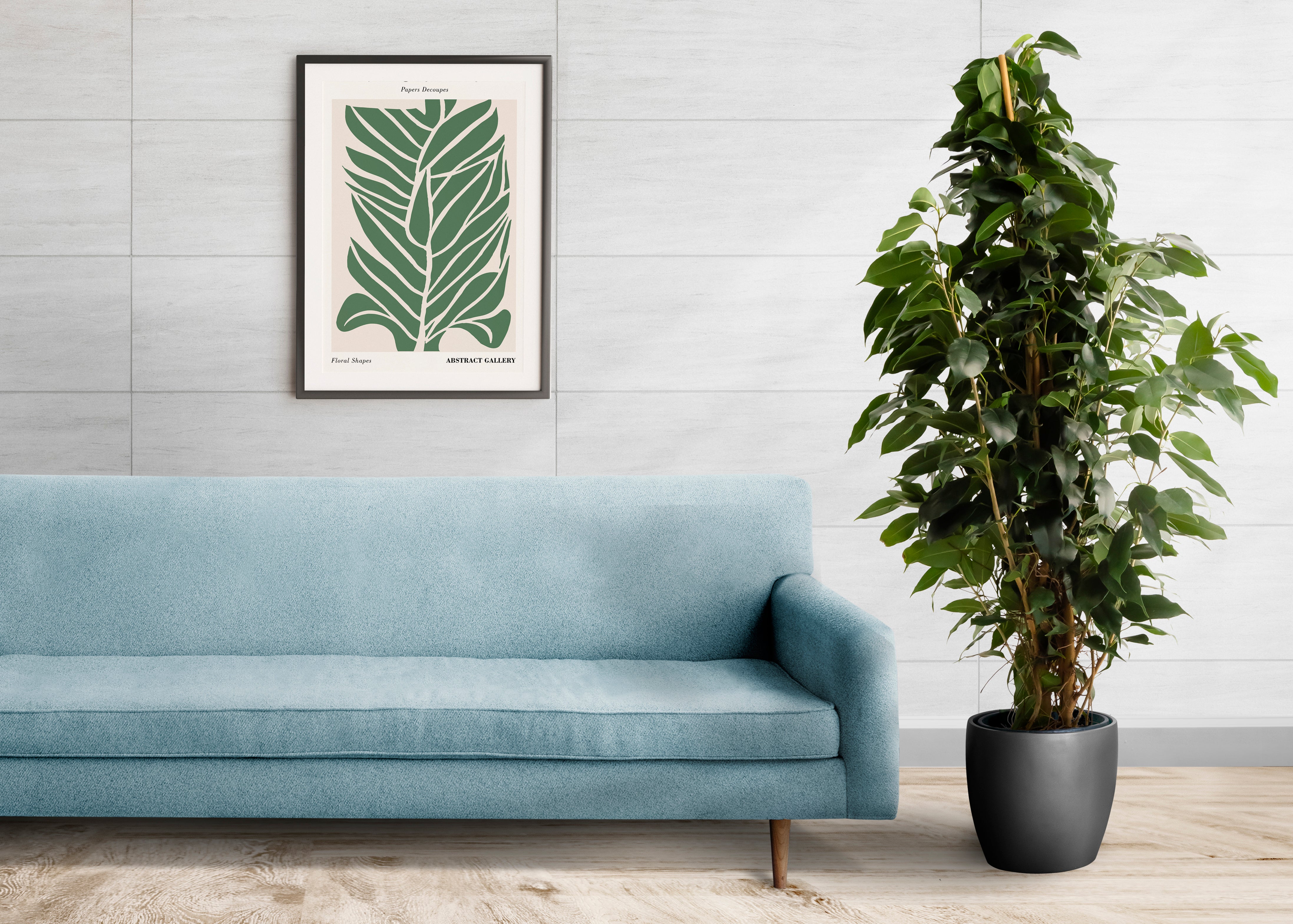 Ficus Benjamina 