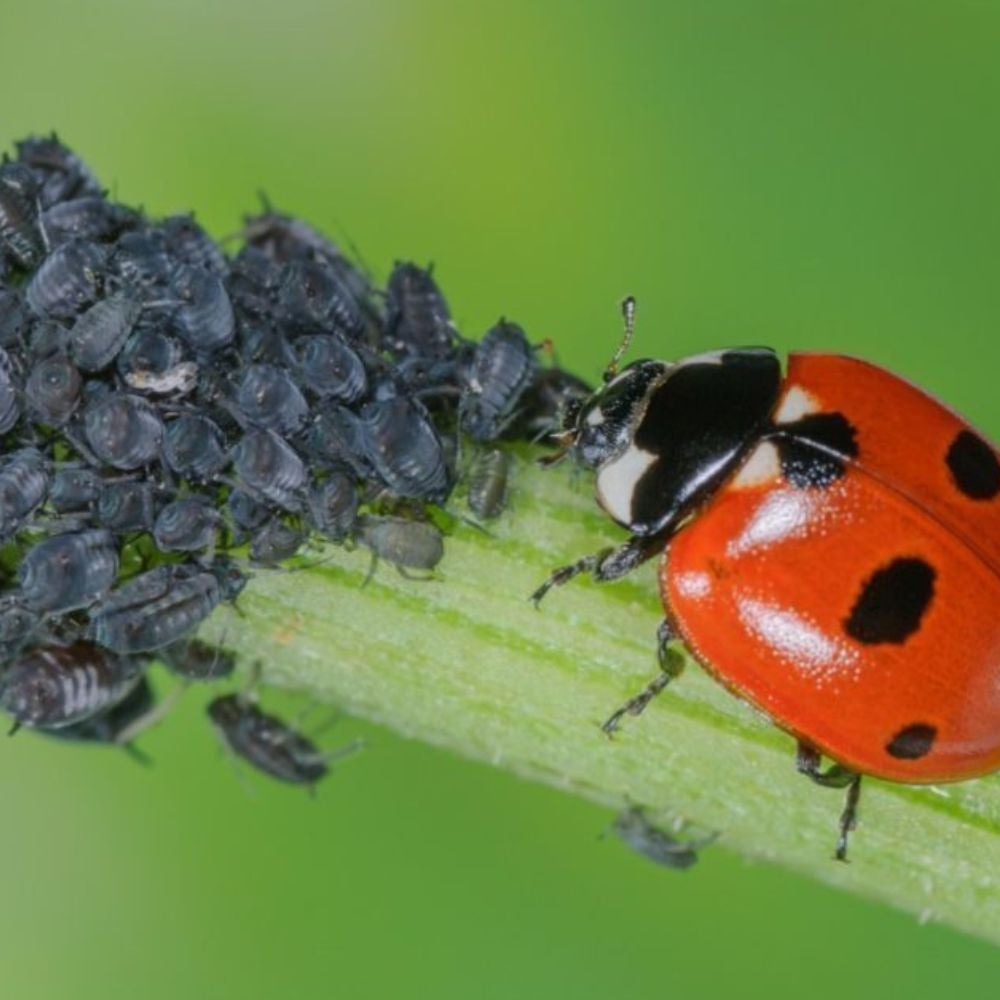 20 coccinelles adultes anti-pucerons - Coccifly - 4