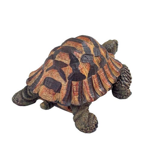 Tortue terrestre verte - 3