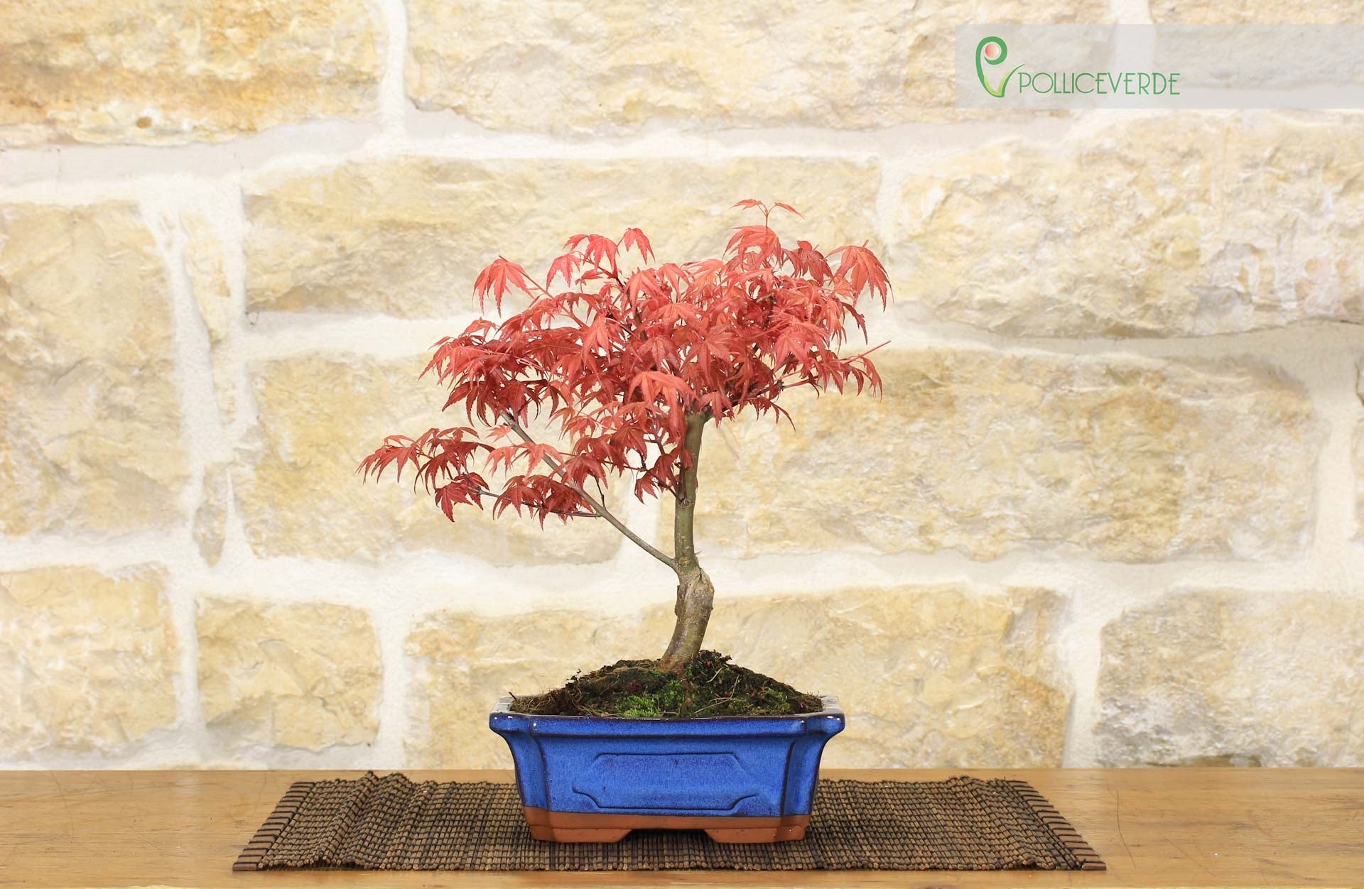 ginseng bonsai katzen Ficus Ginseng main image 1