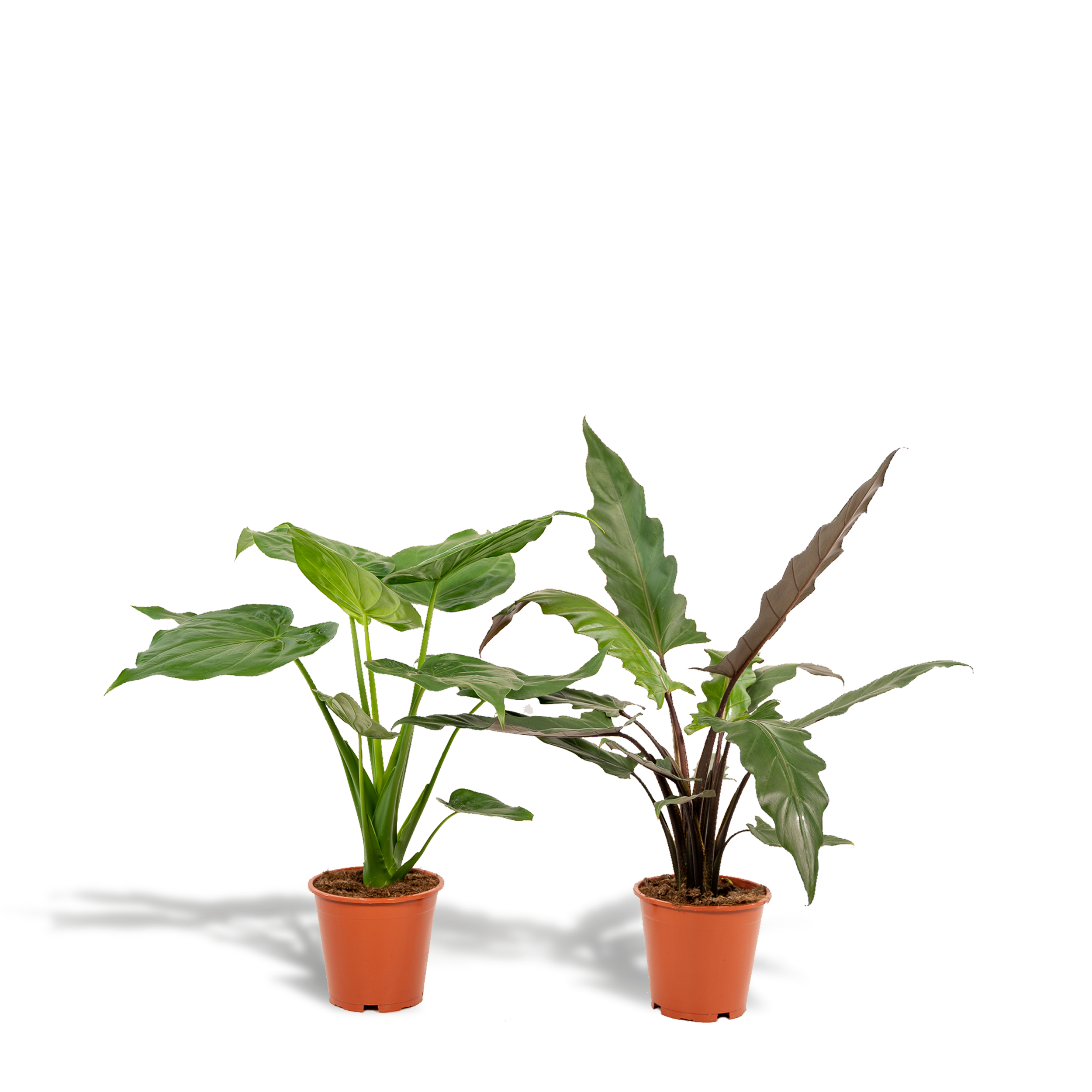Alocasia Cucullata 19cm 60cm + Alocasia Lauterbachiana 19cm 75cm – Rośliny doniczkowe oczyszczające powietrze