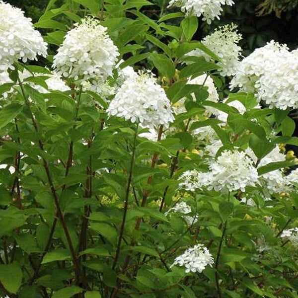 Ortensia Rampicante Hydrangea Anomala Petiolaris – Vaso 2L, Bianca, Perenne E Resistente Al Gelo