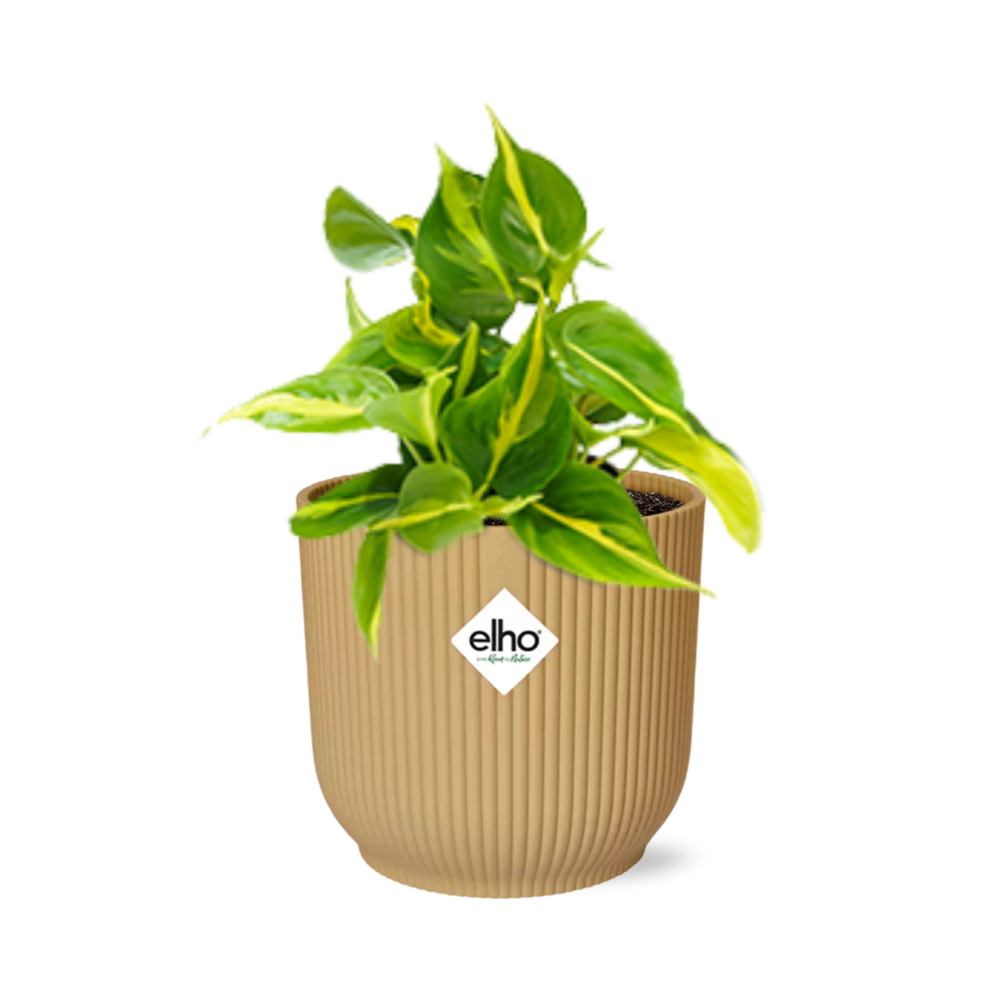 Philodendron Scandens ‘Brasil’ 14cm w doniczce ELHO Vibes Fold żółtej – Pnąca i oczyszczająca powietrze roślina doniczkowa