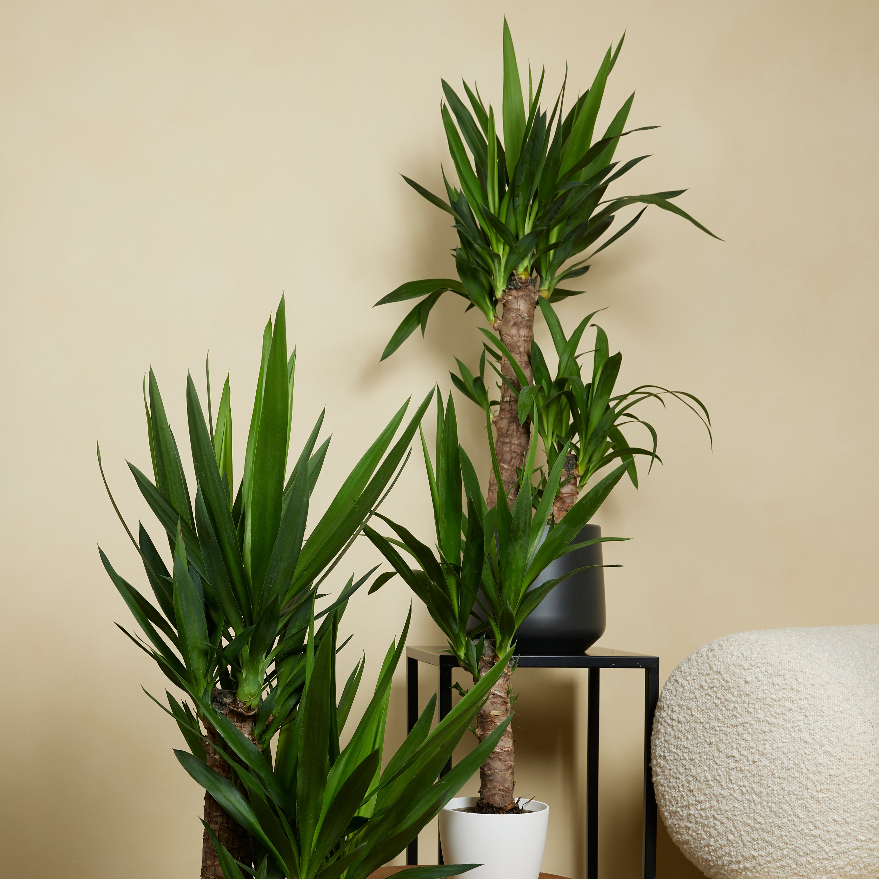 Lot de 2 - Yucca Elephantipes - Lis des palmiers - Plantes d'intérieur - P. 17cm - H. 70-80 cm - 3