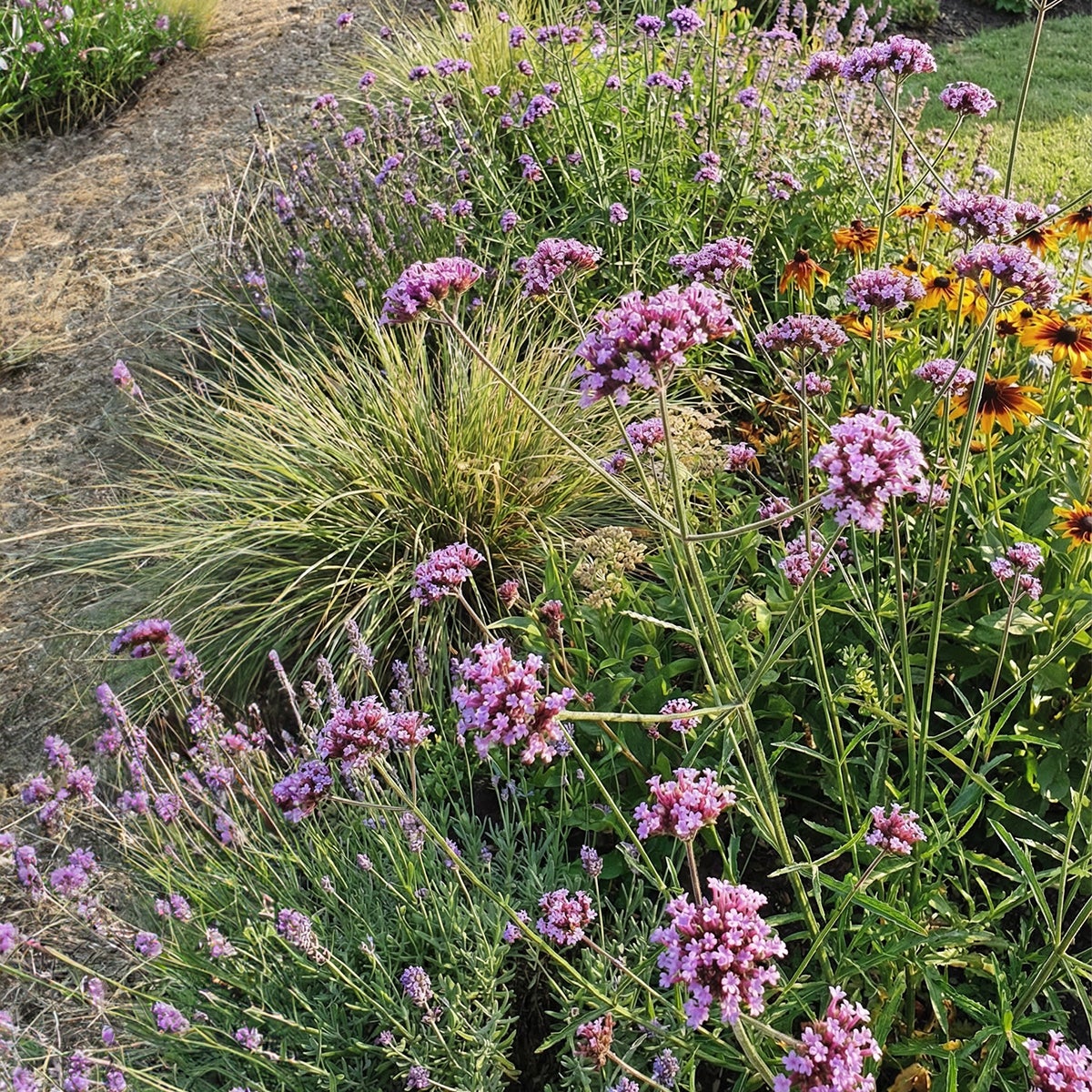 Lot de 6 - Verbena bonariensis - Verveine de Buenos Aires - Rustique - H. 10-20 cm - P. 9 cm - 5