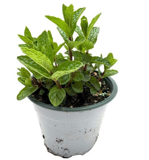 Piante Di Menta Piperita In Vaso - 6 Piante Ø14 Cm, Aroma Intenso Per Tisane E Cucina
