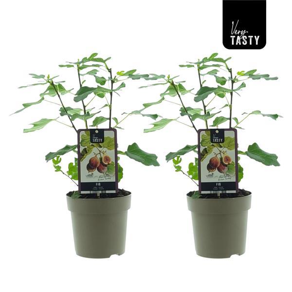 Ficus Brown Turkey - 2 rośliny Ø15cm - 40cm - Liście Zielono-Brązowe - Roślina Doniczkowa i Ogrodowa