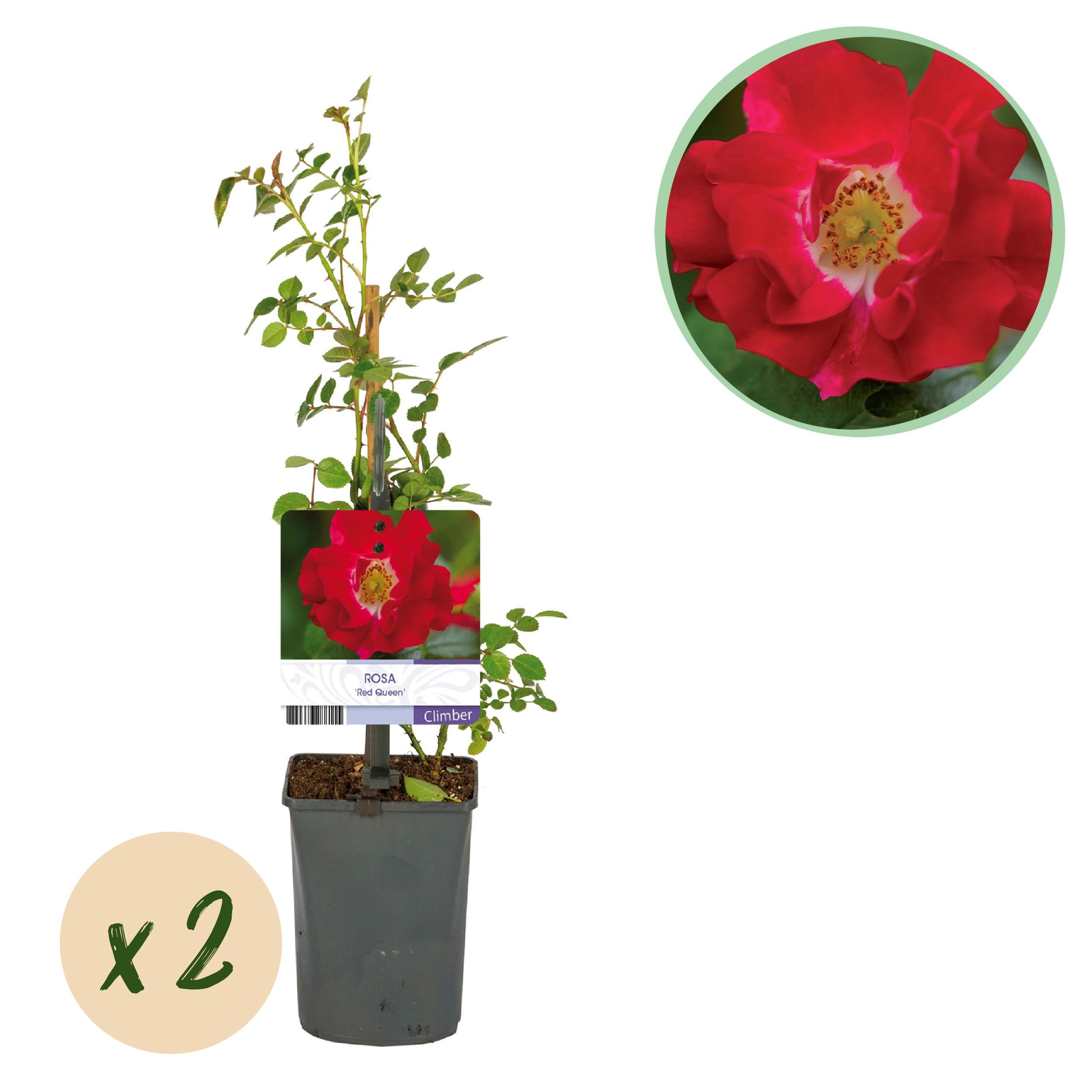 Green boutiQ – Róża Pnąca Rosa Red Queen – 2 rośliny – Kwiaty czerwone – Niska pielęgnacja – Doniczka 11 cm – Wys 40 cm