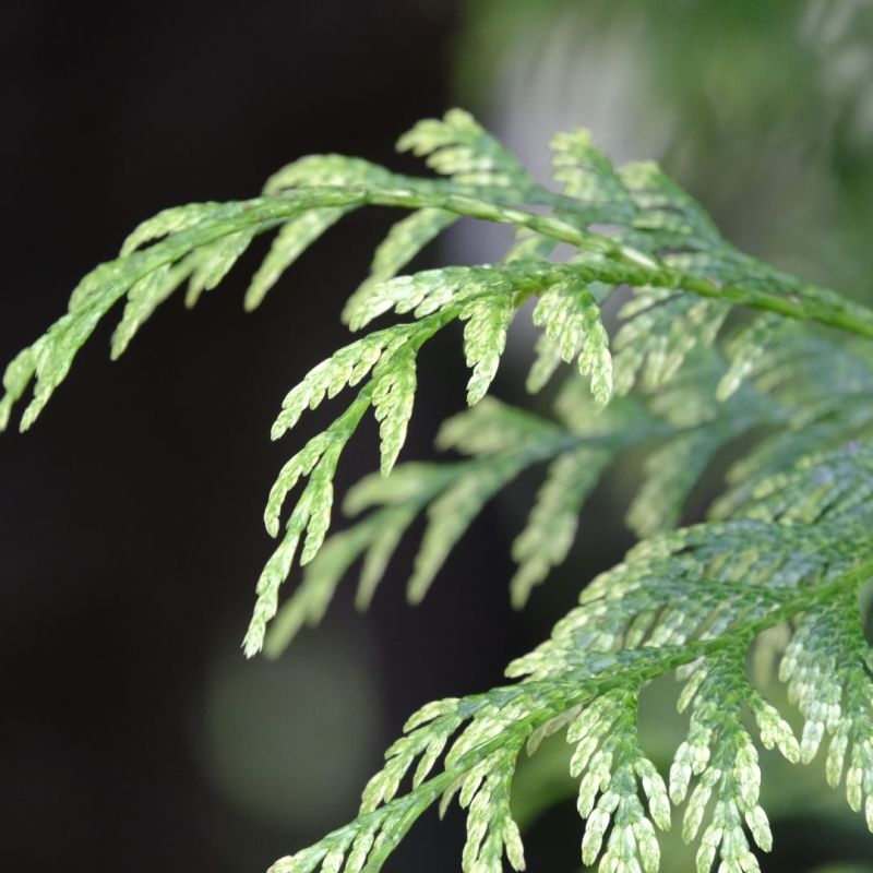 Thuya gant Atrovirens - Thuja plicata Atrovirens en Motte 125/150cm |  Leroy Merlin