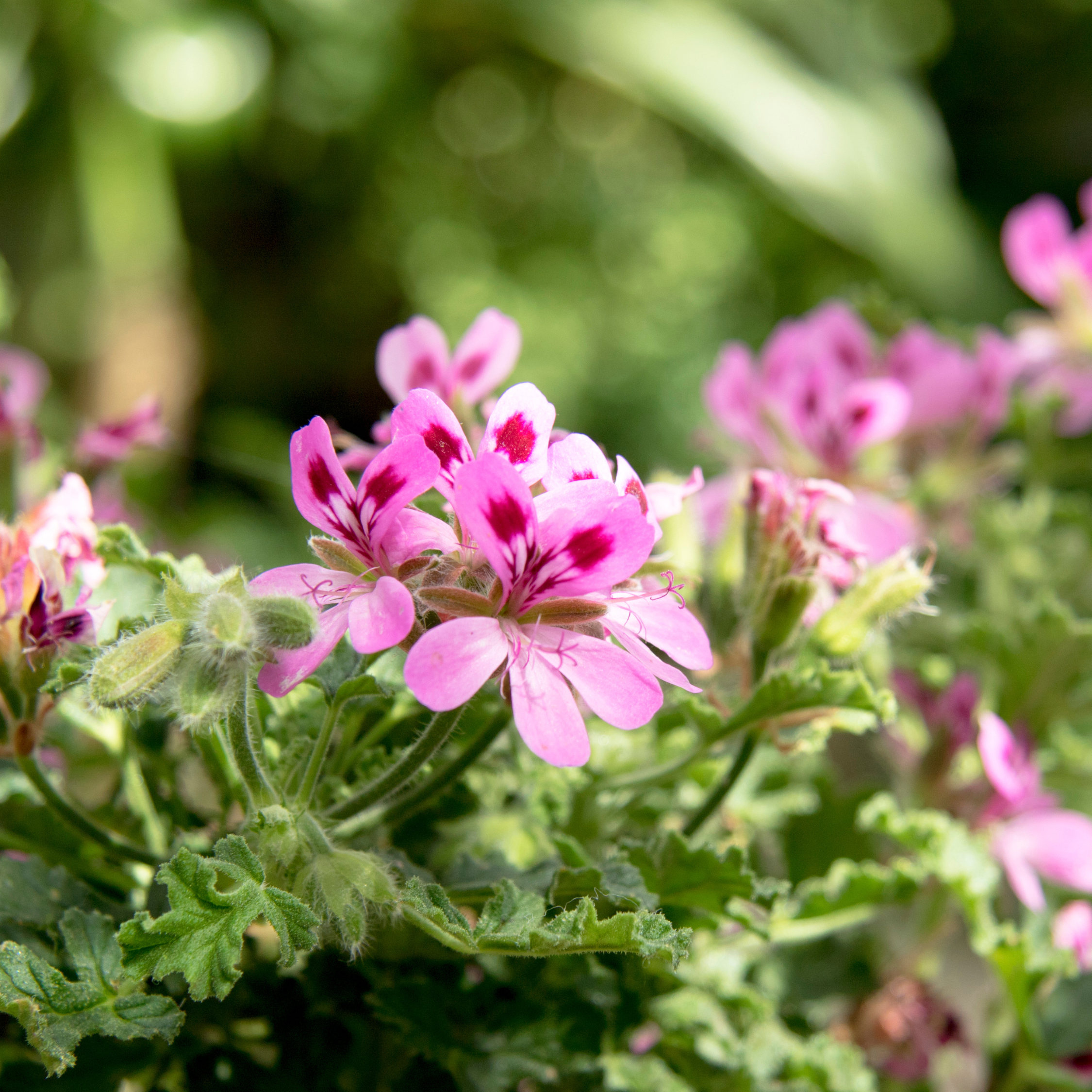 Geranio Rosa Profumato - 3 Pezzi - Pelargonium - Altezza 15-25cm - ⌀10cm - 4
