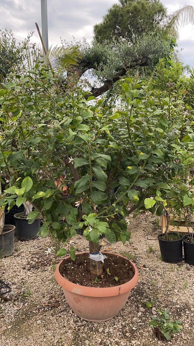 Limone 4 stagioni in ciotola 70 cm&nbsp;h&nbsp;180cm - Pianta Albero da Frutto Foto Reali