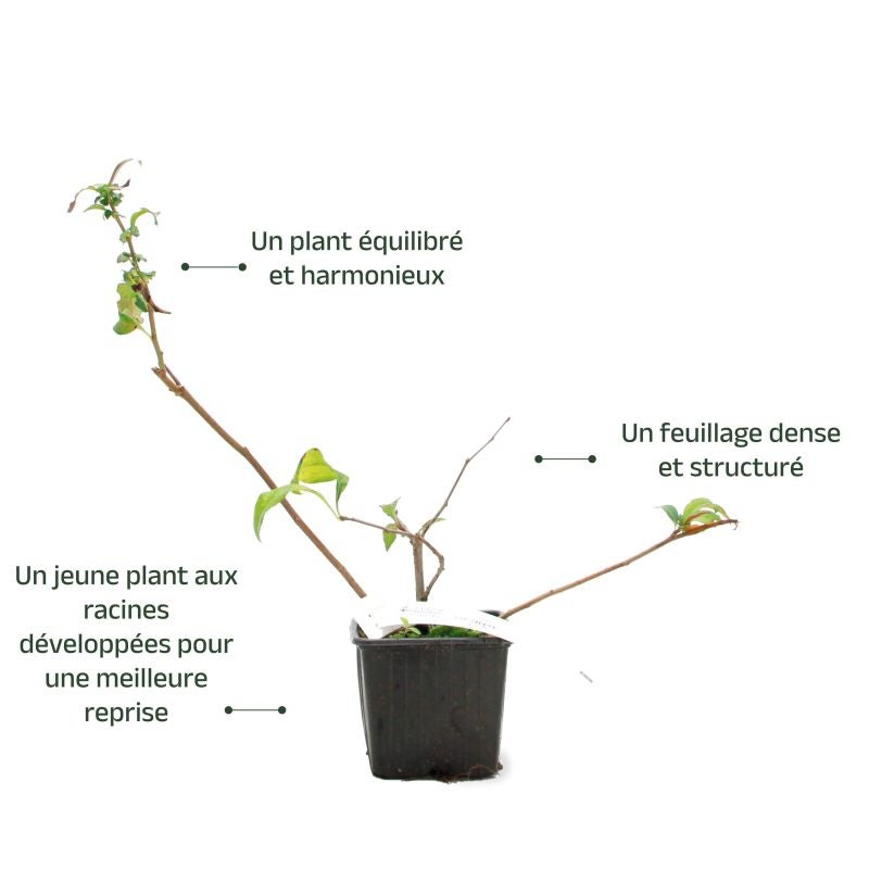 Cognassier du Japon 'Flocon Rose' (Chaenomeles speciosa 'Flocon Rose') - Godet - Taille 20/40cm - Pépinières Naudet - 3