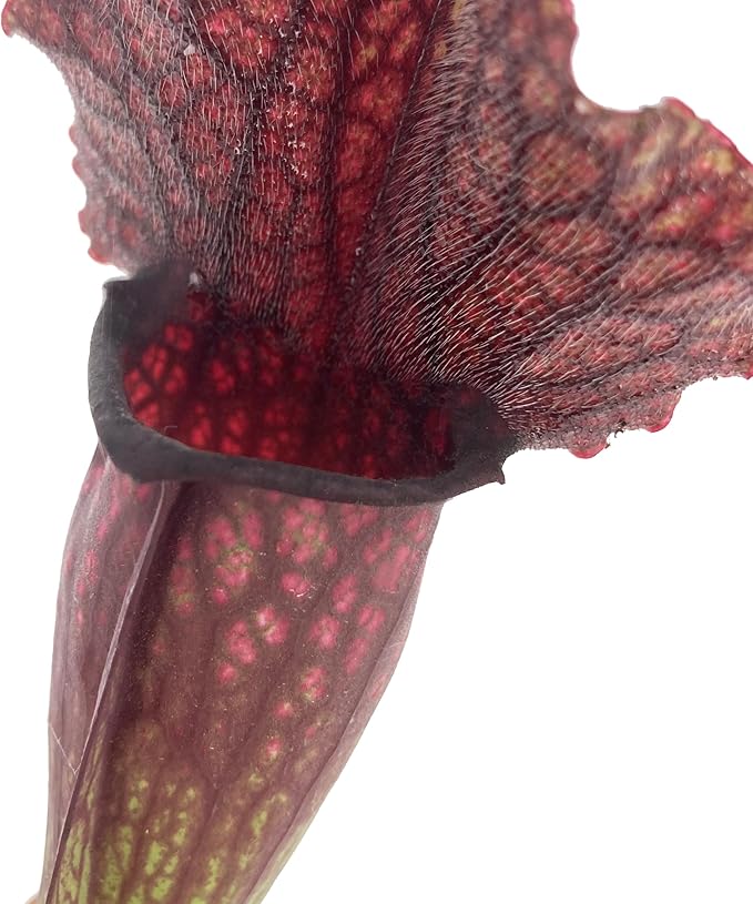 Pianta Carnivora Sarracenia Smoorii - Pianta Cattura Mosche Interni 20-30cm Vaso Coltivazione