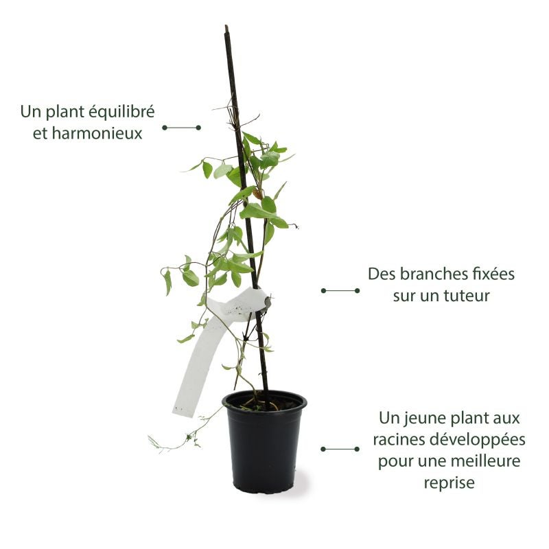 Clématite 'Jackmanii' (Clematis 'Jackmanii') - Godet - Taille 15/30cm - Pépinières Naudet - 4