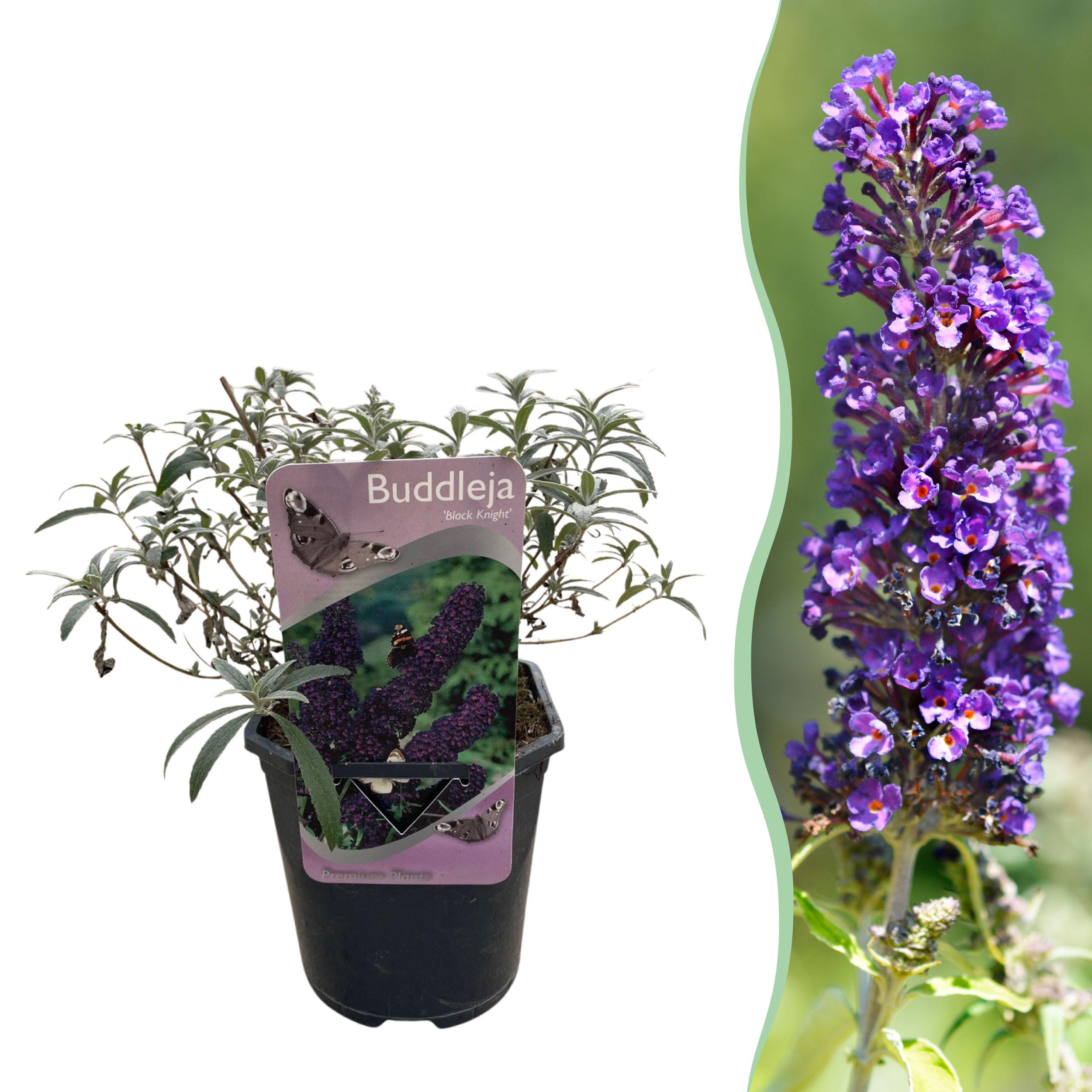 Buddleja davidii Black Night – Budleja Dawida fioletowa – 1 roślina – Liściasta – Doniczka 17 cm – Wysokość 25 cm