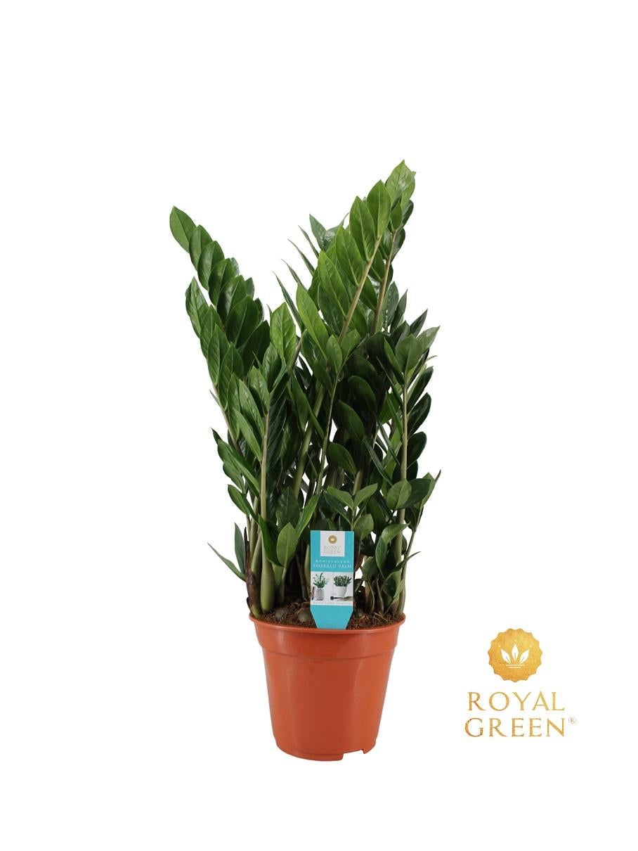Zamioculcas Ø21cm - Roślina doniczkowa łatwa w pielęgnacji, eleganckie zielone liście, wysokość 75 cm