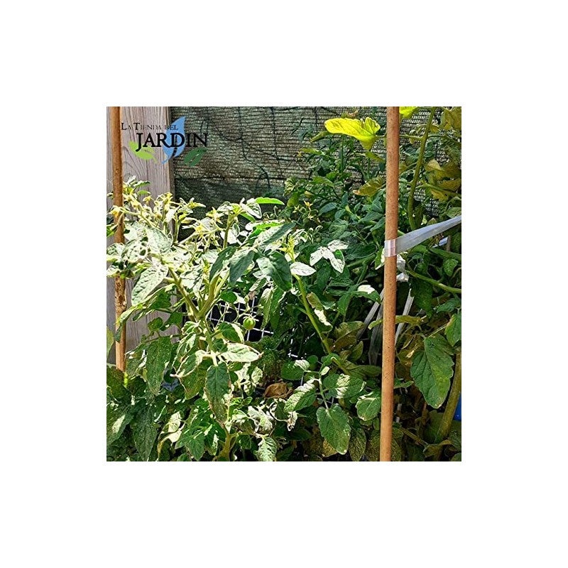 Pack de 25 tuteurs en bambou 180 cm (12-14 mm) | Tiges de bambou pour plantes et arbres | Tuteurs pour tomates et plantes grimpa - 9
