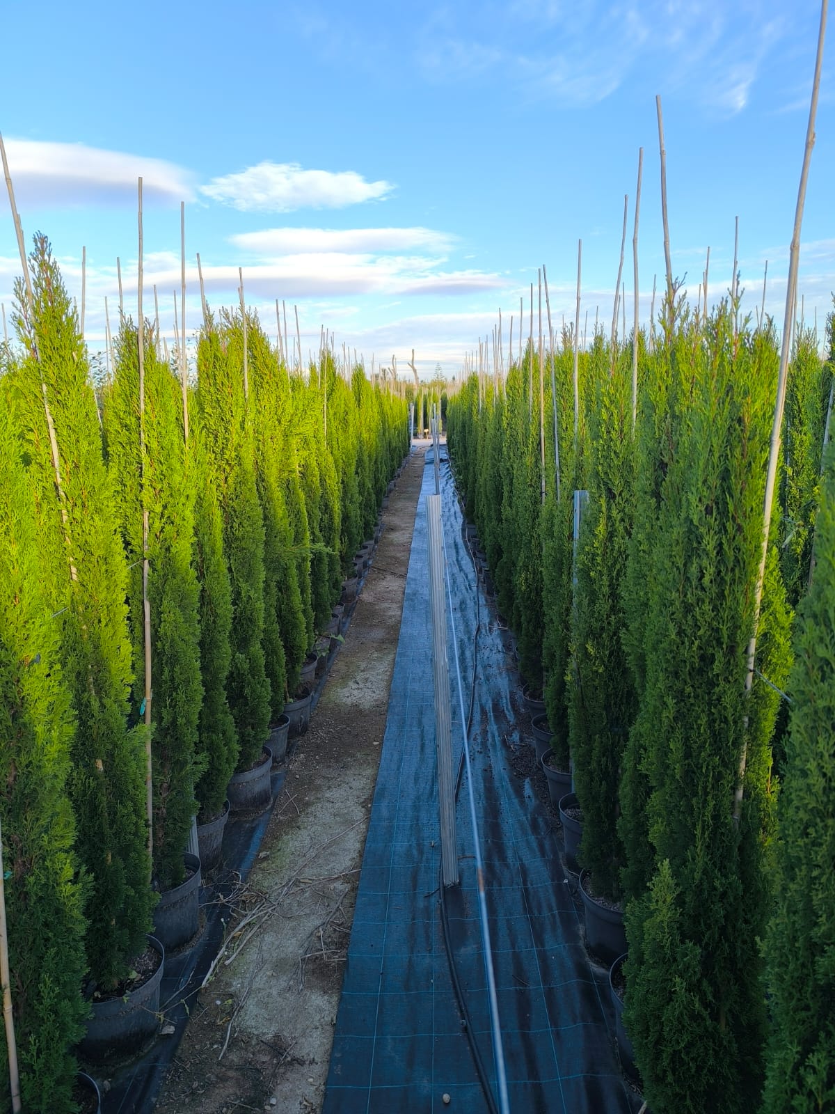 Sunny Tree - Totem Cypres Italien 150-160 CM Cupressus Sempervirens - Résistant au gel jusqu'à -18 - Conifère à feuillage persistant - Cyprès - 4
