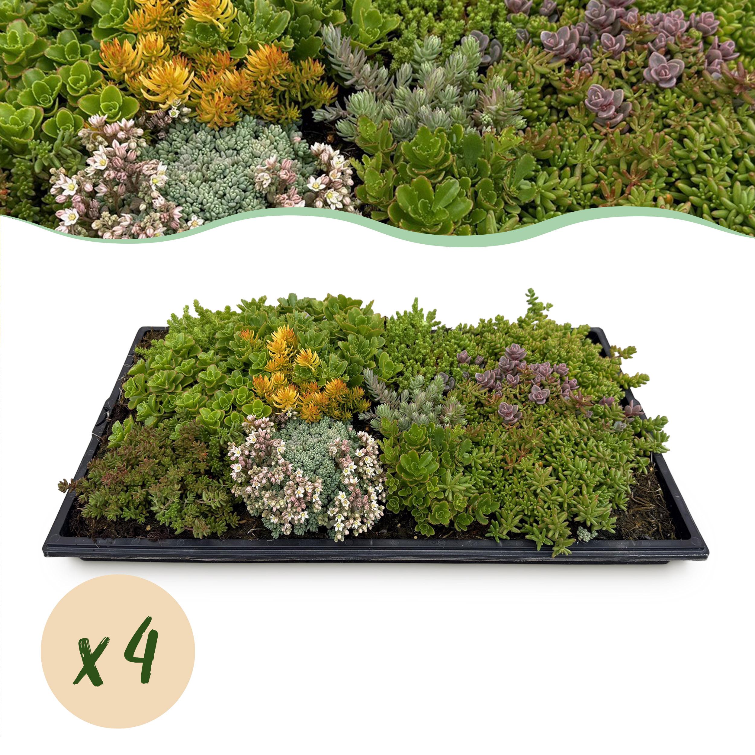 Mata Sedum Odporna na Zimę – 10 gatunków – 50x30 cm – X4 – Niska Pielęgnacja do Ogrodu i Dachu
