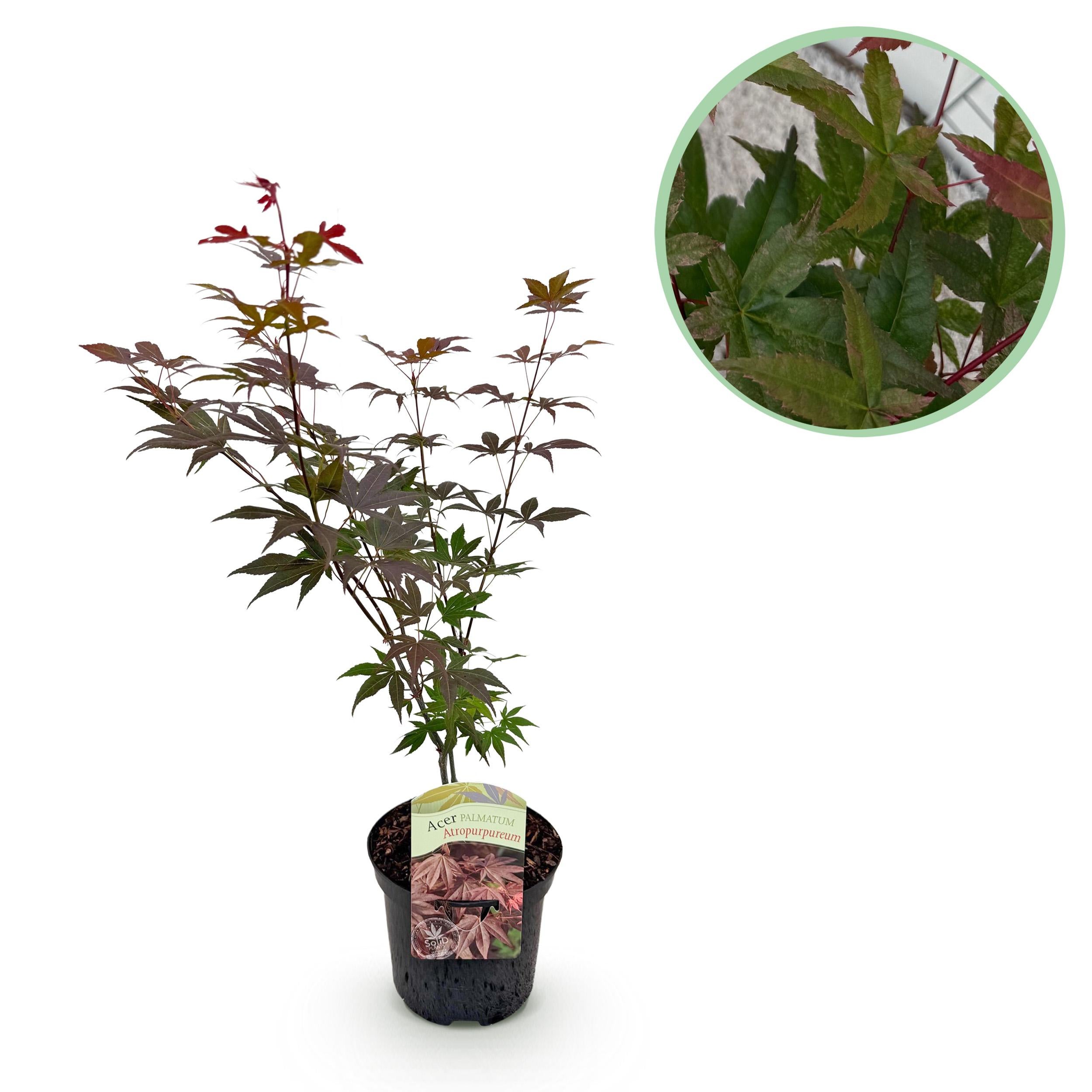 Klon japoński Acer palmatum Atropurpureum fioletowy – Roślina ogrodowa – Liściasta – Wys 70 cm – Doniczka 19 cm