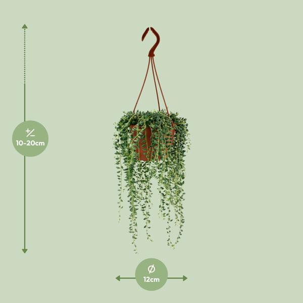 Pianta succulenta Senecio Herreianus vaso Ø12cm altezza 20cm – Pianta pendente decorativa da interno facile da curare - 5
