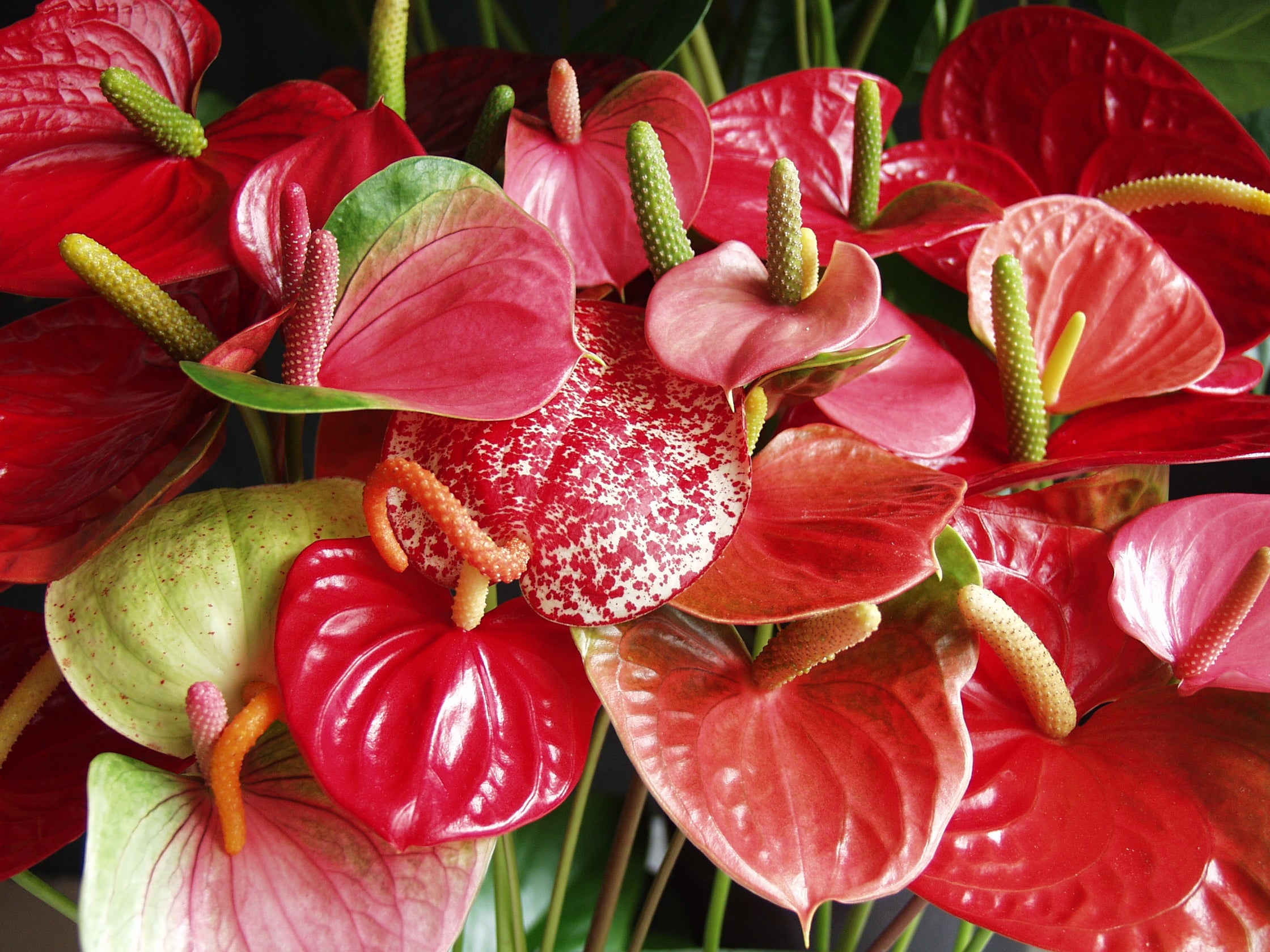 Anthurium - Flamant rose - Rouge - Plante d’intérieur - Dépolluante - Hauteur 30-40 cm - Pot 12 cm - 3