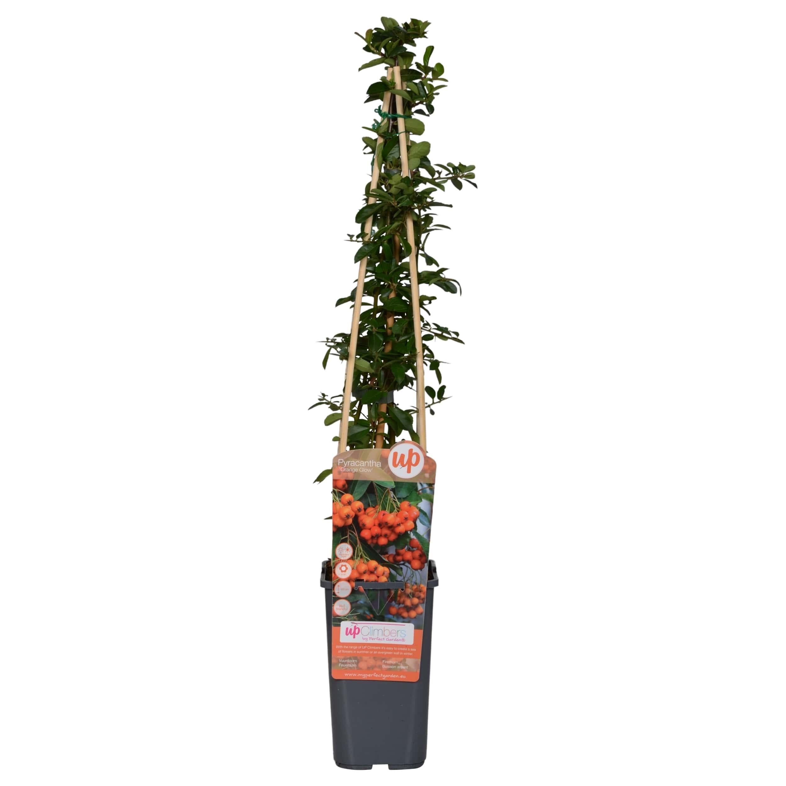 Pyracantha 'Orange Glow' - Ognik Ciernisty z Pomarańczowymi Owocami - Doniczka Ø15cm Wys. 65cm
