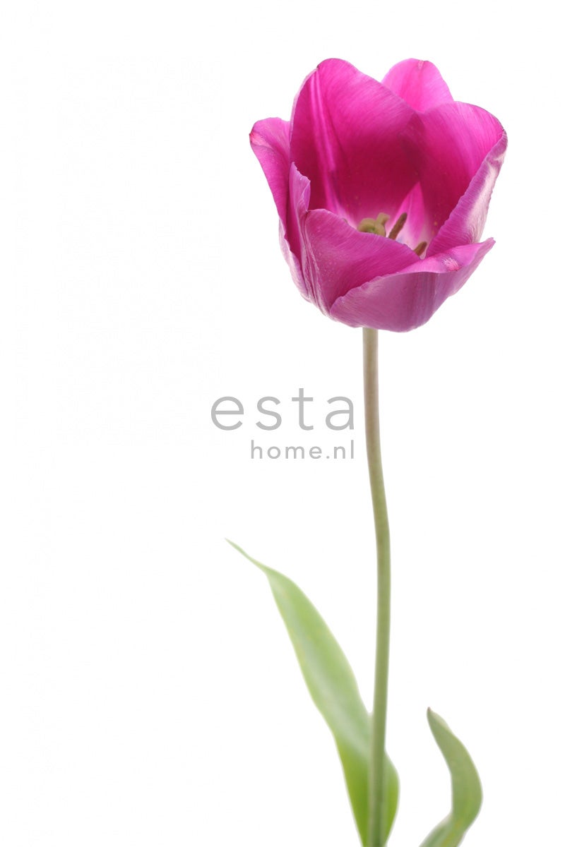 Fototapeta tulipan różowymIzielonym - 93 x 211.5 cm - ESTAHOME