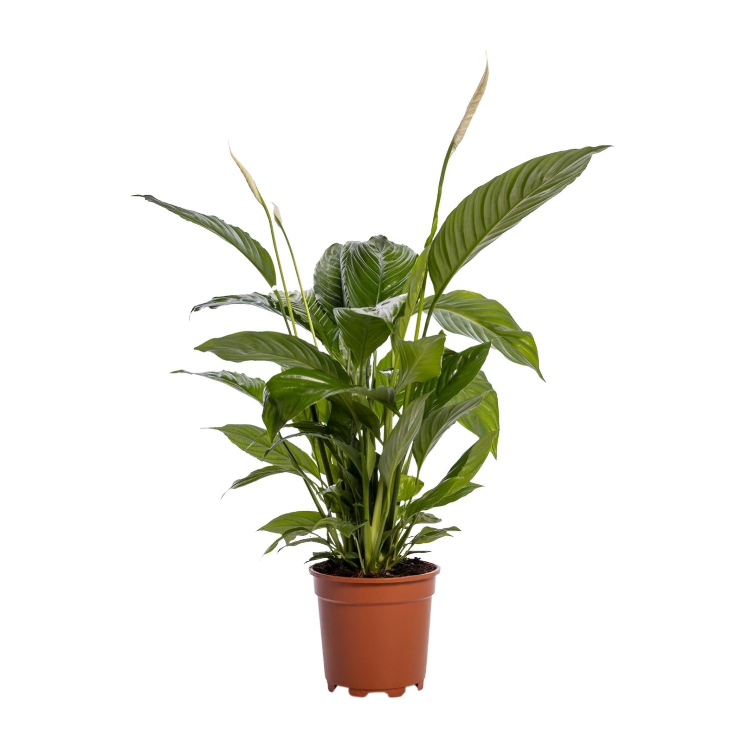 Spathiphyllum Bingo Cupido Skrzydłokwiat Ø19cm ↕80cm Roślina Doniczkowa Oczyszczająca Powietrze