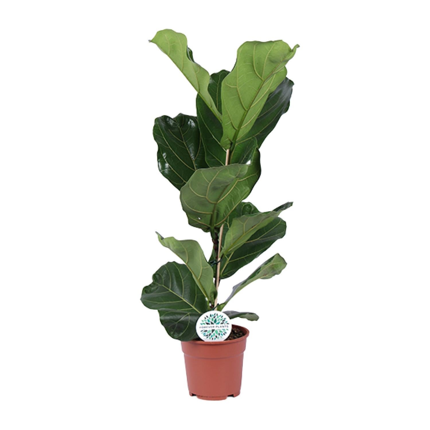 Ficus Lyrata - Elegancka roślina doniczkowa - Duże błyszczące liście - Doniczka Ø17cm - Wysokość 60cm